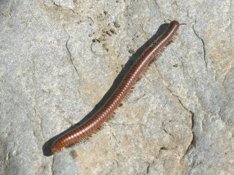 Orthoporus ornatus