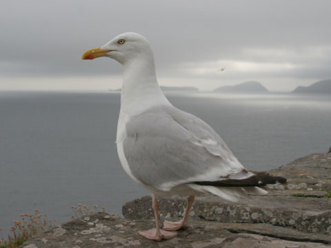 Larus argentatus