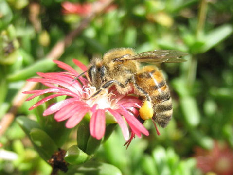 Apis mellifera