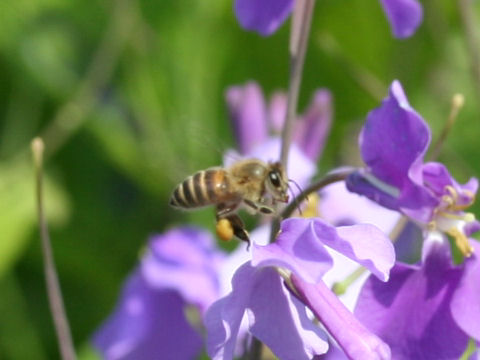 Apis mellifera