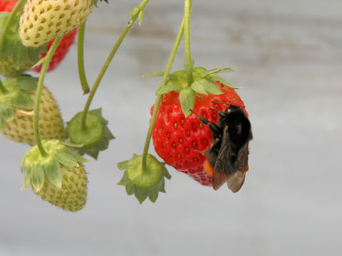 Apis mellifera