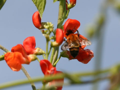 Apis mellifera