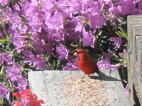 Cardinalis cardinalis