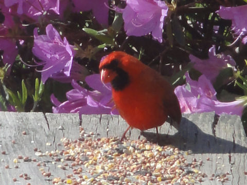 Cardinalis cardinalis