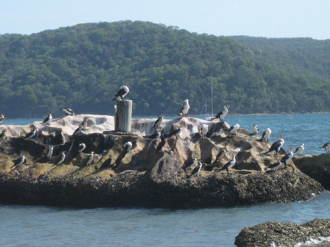 Phalacrocorax melanoleucos