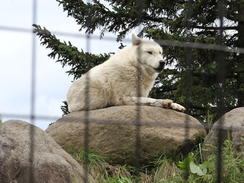 Canis lupus sp.