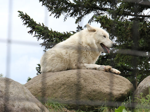 Canis lupus sp.