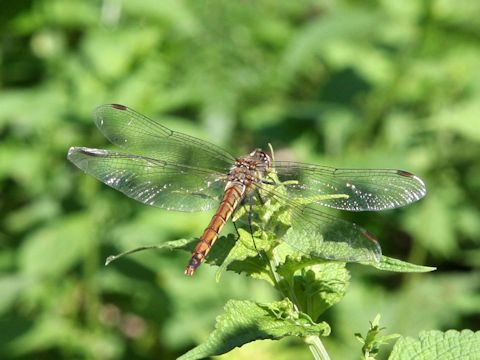 Orthetrum albistylum speciosum