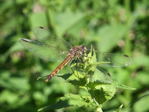 Orthetrum albistylum speciosum