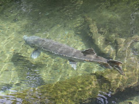 Acipenser transmontanus