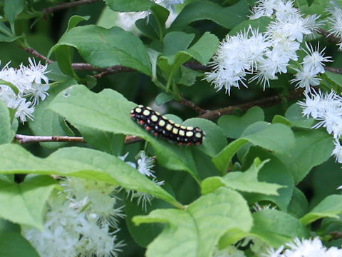 Neochalcosia remota