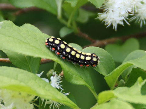 Neochalcosia remota