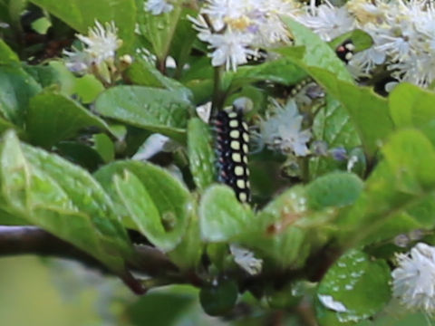 Neochalcosia remota