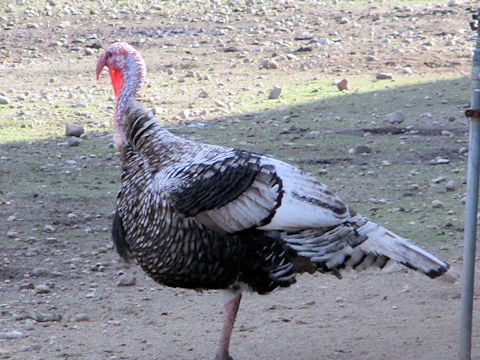 Meleagris gallopavo