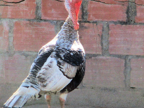 Meleagris gallopavo