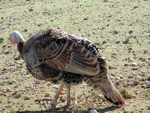 Meleagris gallopavo