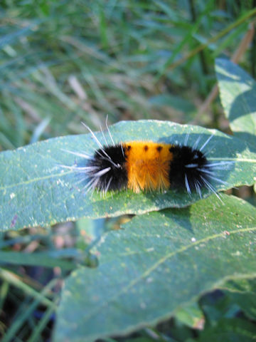 Lophocampa maculata