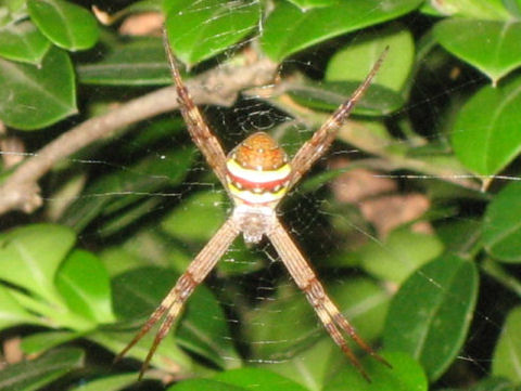 Argiope keyserlingi