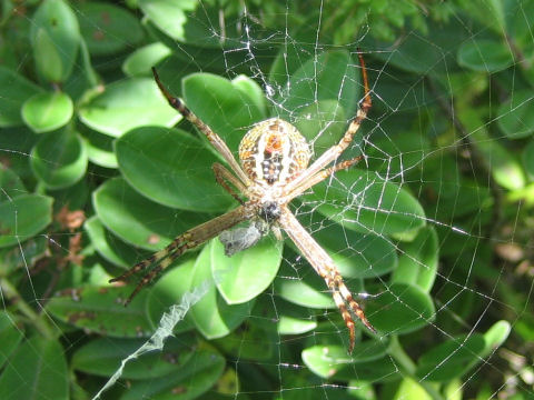 Argiope keyserlingi