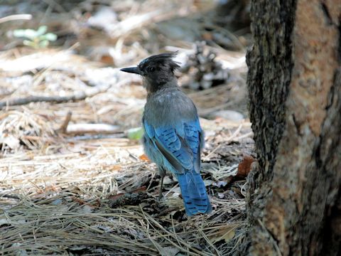 Cyanocitta stelleri