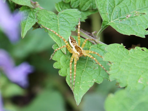 Dolomedes pallitarsis