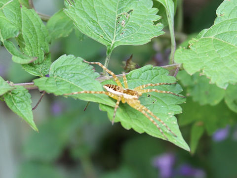 Dolomedes pallitarsis