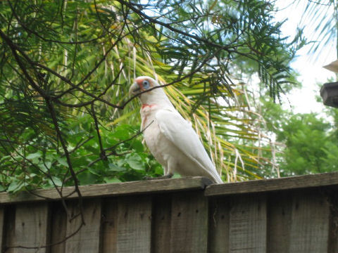 Cacatua tenuirostris