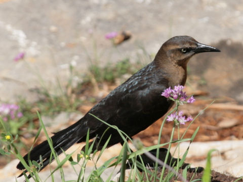 Euphagus cyanocephalus