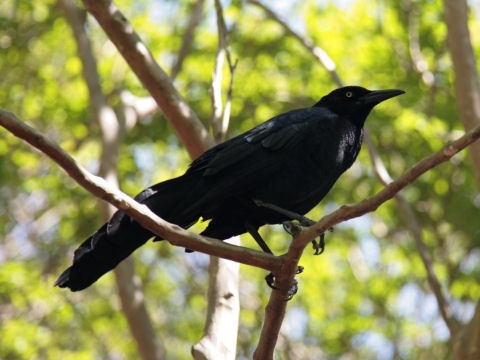 Euphagus cyanocephalus