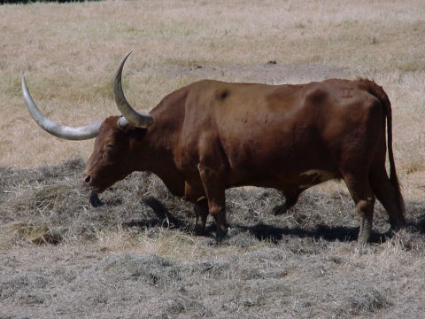 Bos taurus