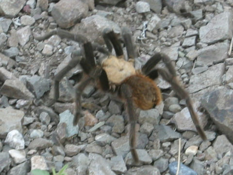 Aphonopelma hentzi