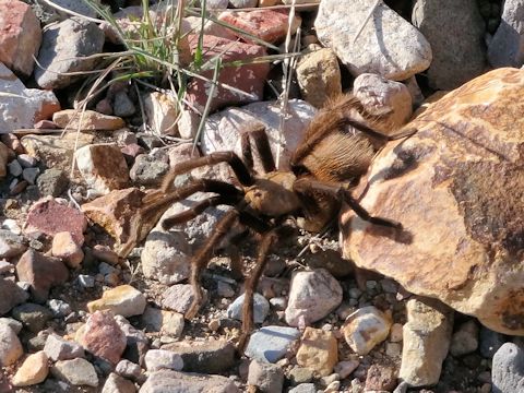 Aphonopelma hentzi