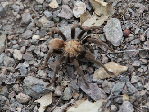 Aphonopelma hentzi