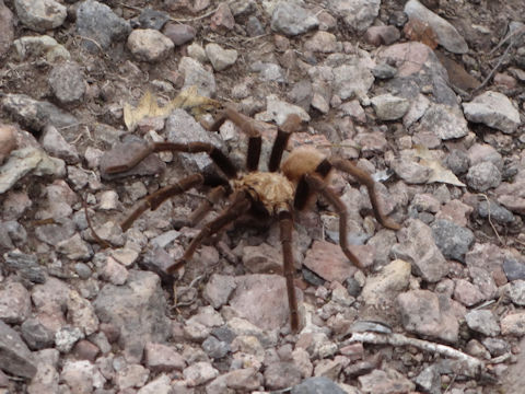 Aphonopelma hentzi