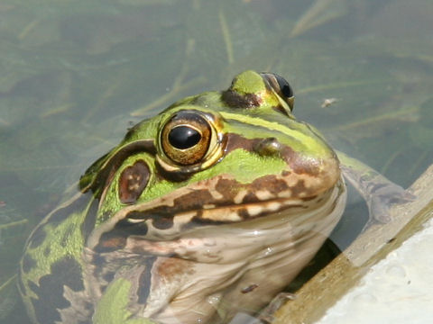 Rana nigromaculata