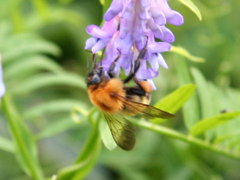 Bombus diversus diversus