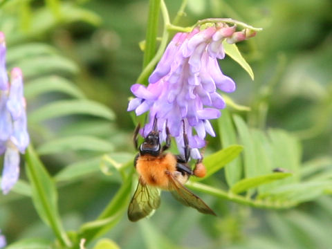 Bombus diversus diversus