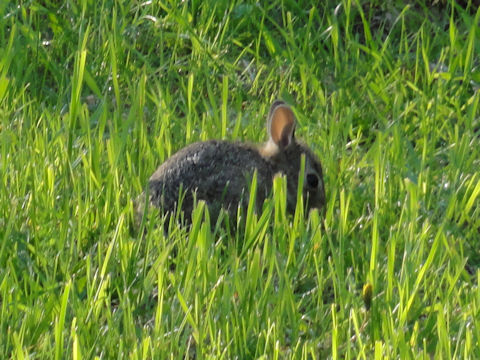 Sylvilagus floridanus