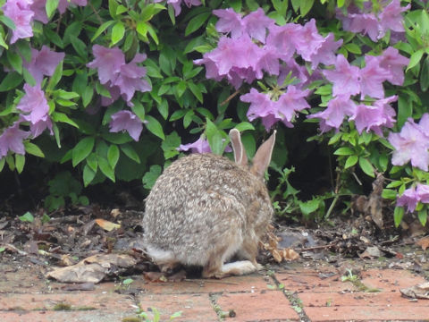 Sylvilagus floridanus