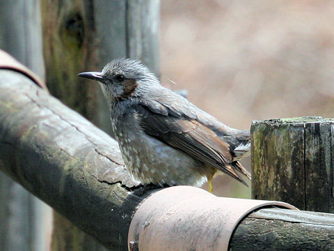 Turdus naumanni