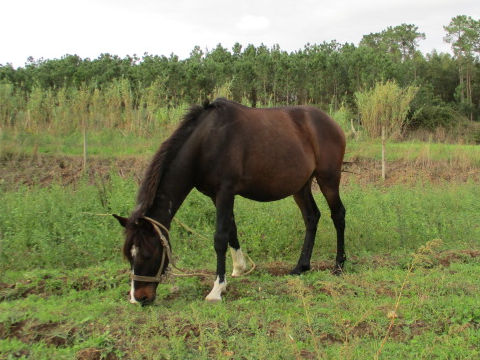 Equus caballus