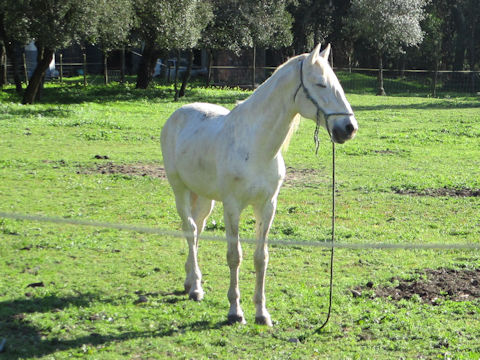 Equus caballus