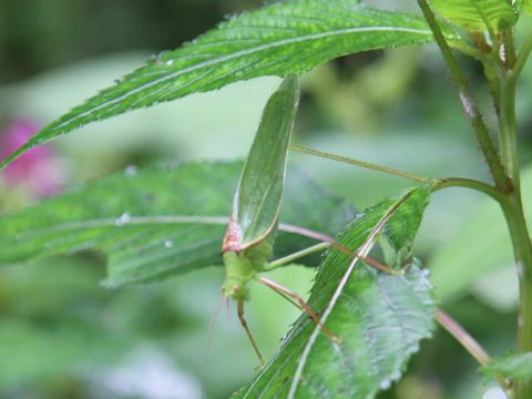 Hexacentrus japonicus