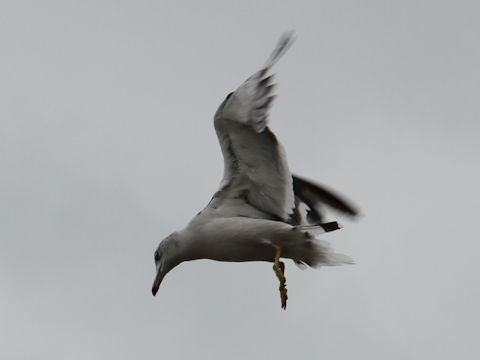 Larus crassirostris