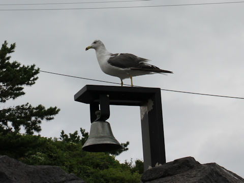 Larus crassirostris