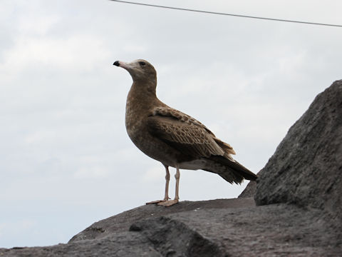 Larus crassirostris