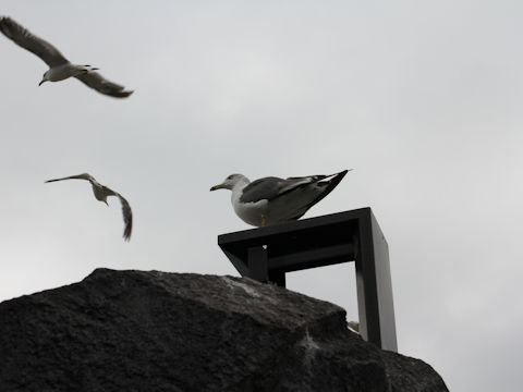 Larus crassirostris