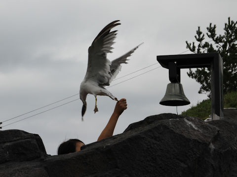 Larus crassirostris