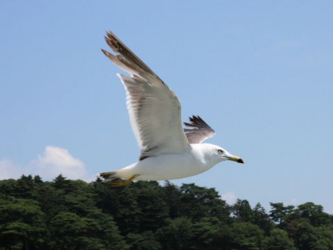 Larus crassirostris