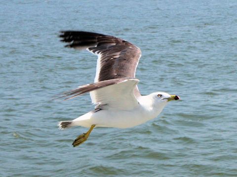 Larus crassirostris